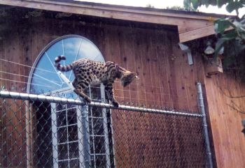 Chain Link 1.1 Leopard